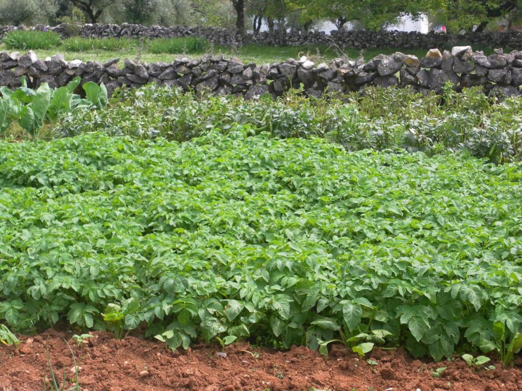 Retiro Da Avo Lidia - Turismo Rural Mendiga エクステリア 写真