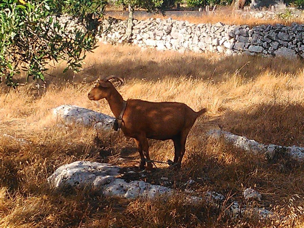 Retiro Da Avo Lidia - Turismo Rural Mendiga エクステリア 写真